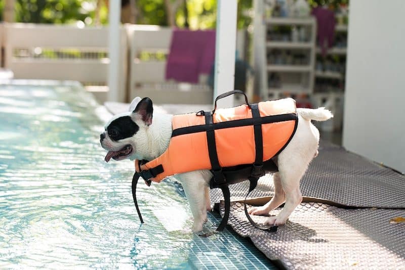 best-dog-life-vests