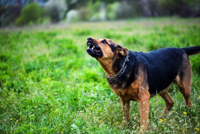 dog repellent spray