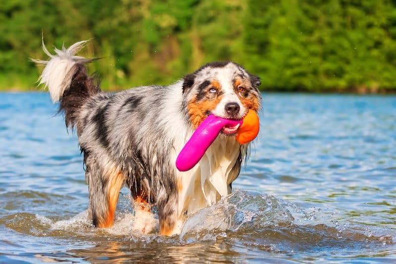 dog water toys