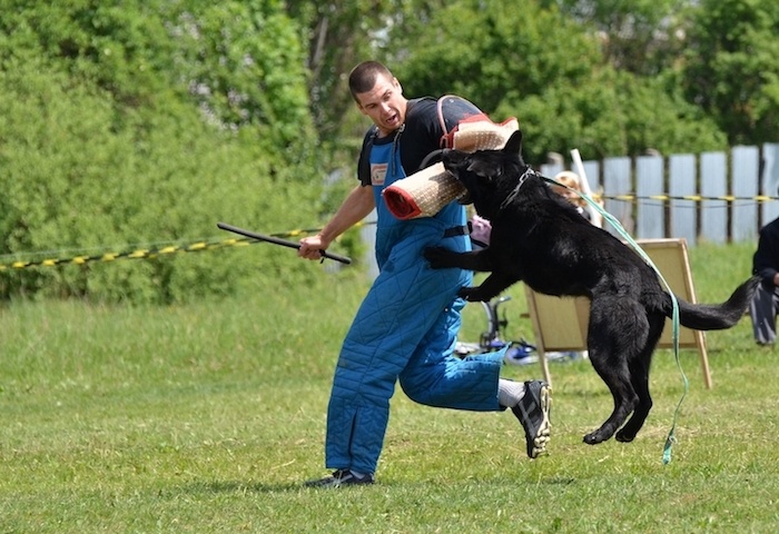 best dogs for guarding