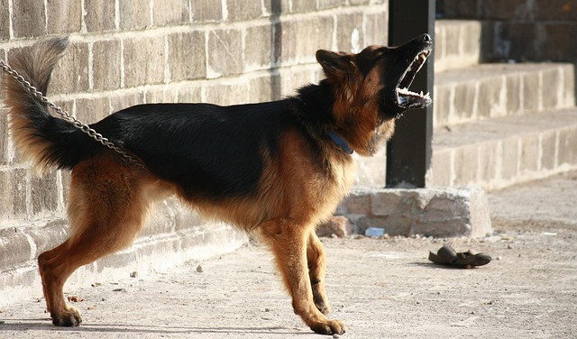 best dogs for security