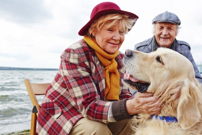 best dogs for seniors