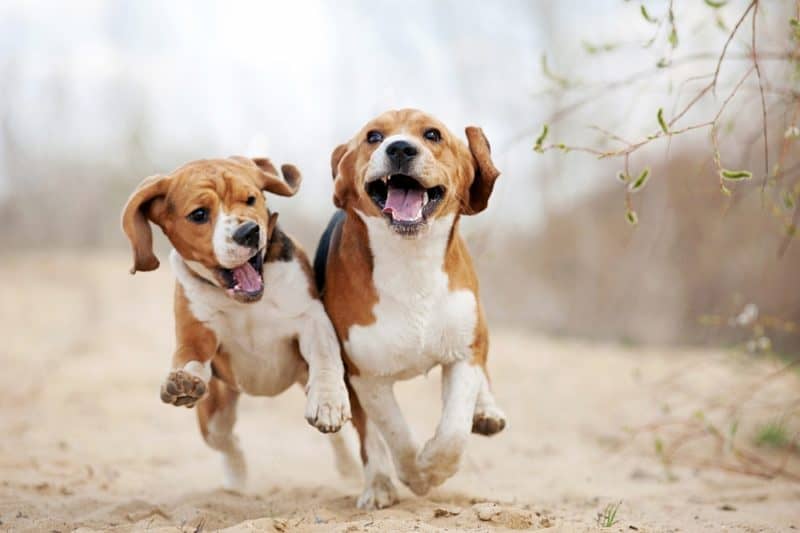 Best Foods for Beagles