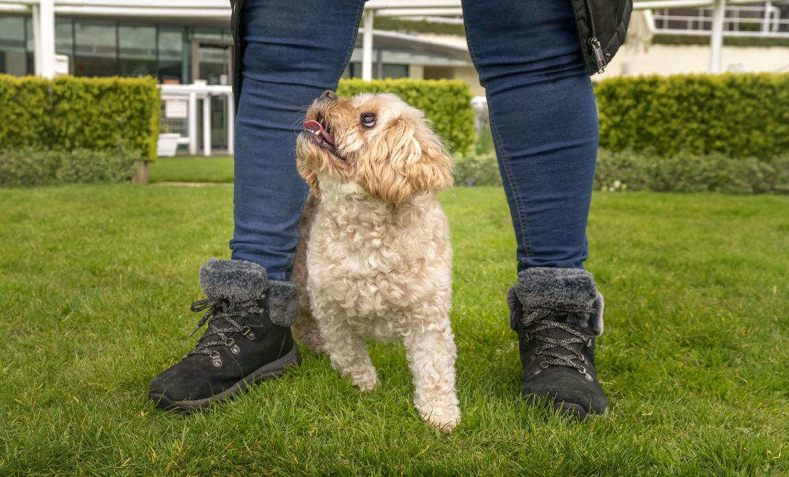 best dog foods for Cavachons