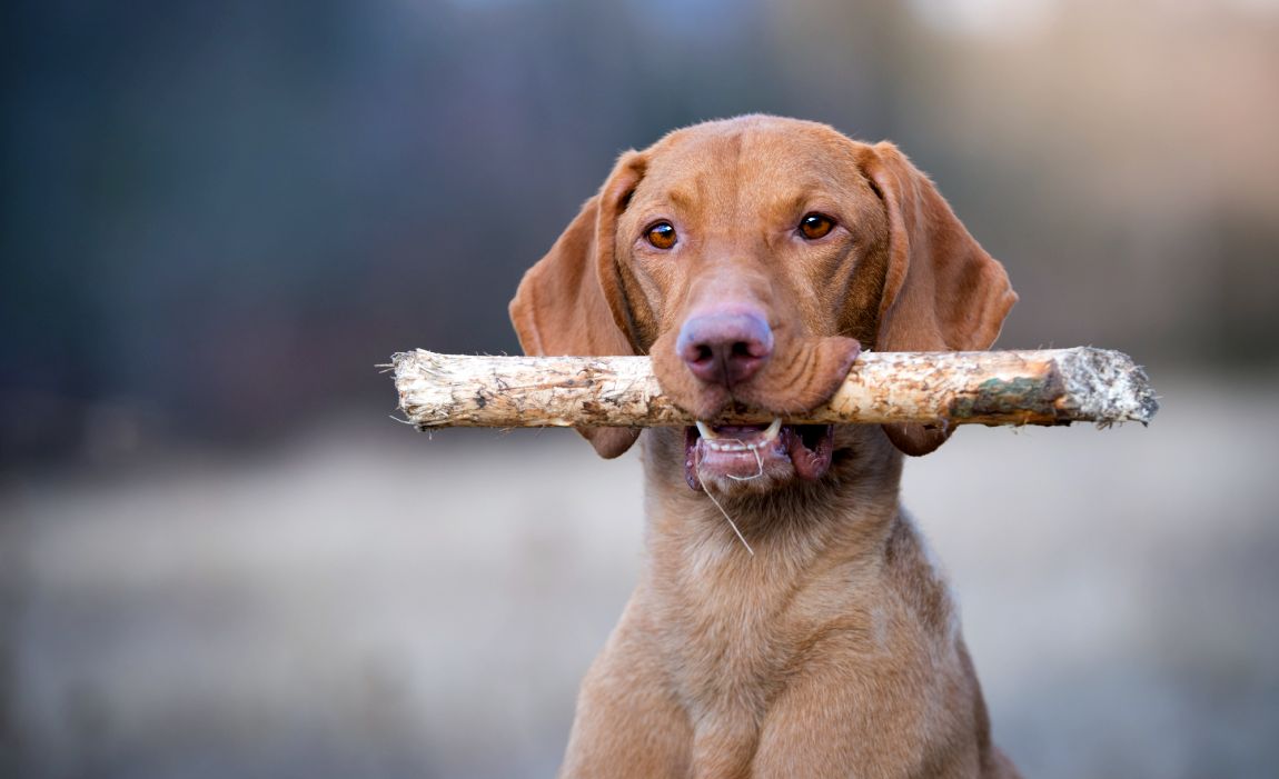 best dog foods for vizslas