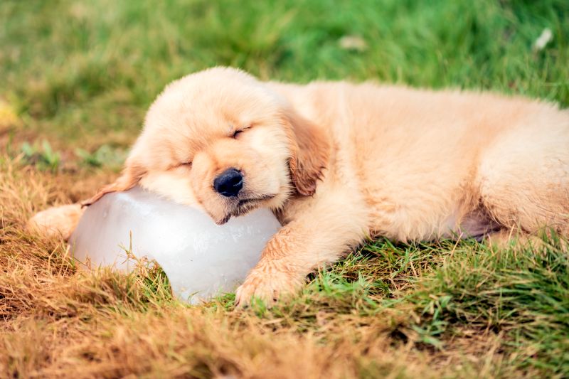 cooling dog in summer