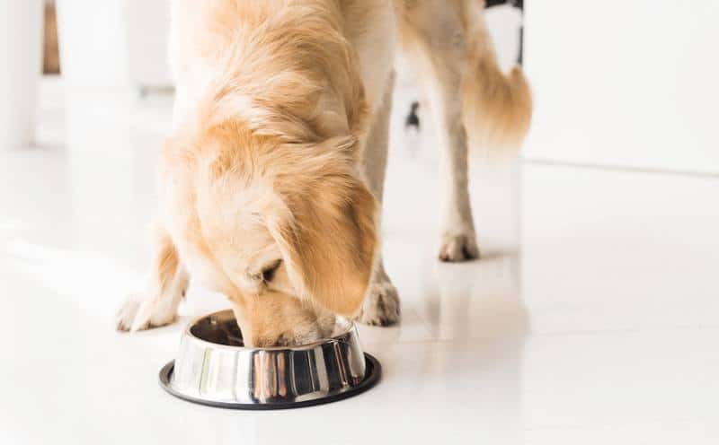 best-high-protein-dog-food