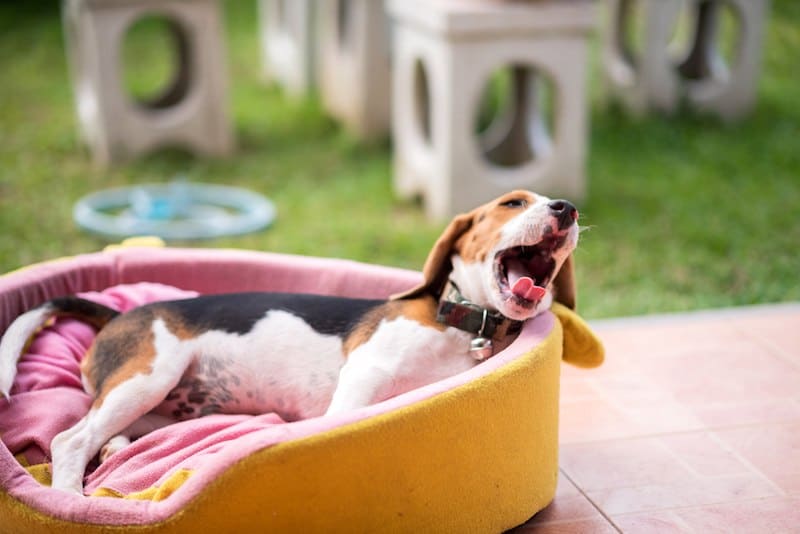 best outdoor dog beds