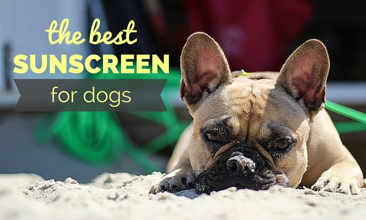 best sunscreen for dogs