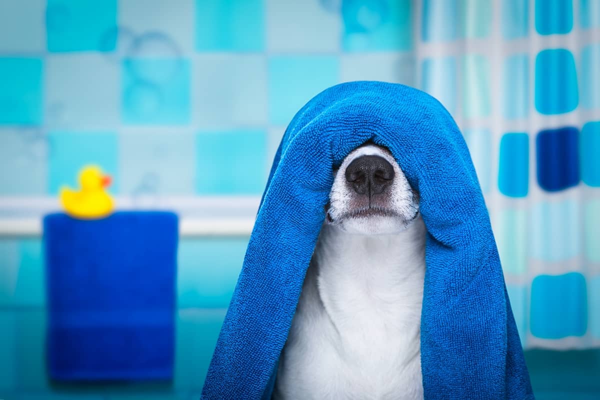 best towels for dogs