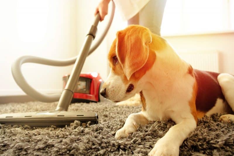 Best Vacuum for Dog Hair