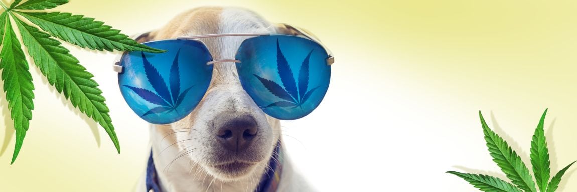 weed toys for dogs