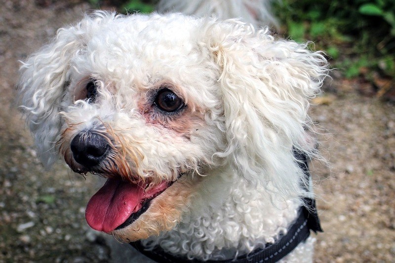 bichon-frise-mixed-breeds