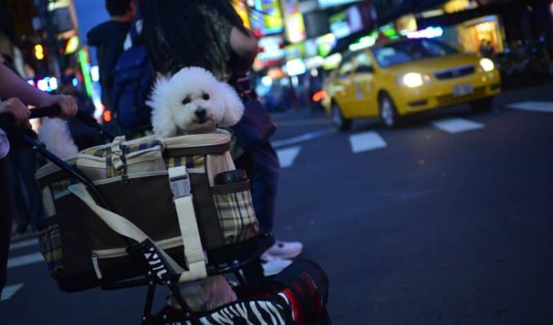 Bichon in the best dog stroller