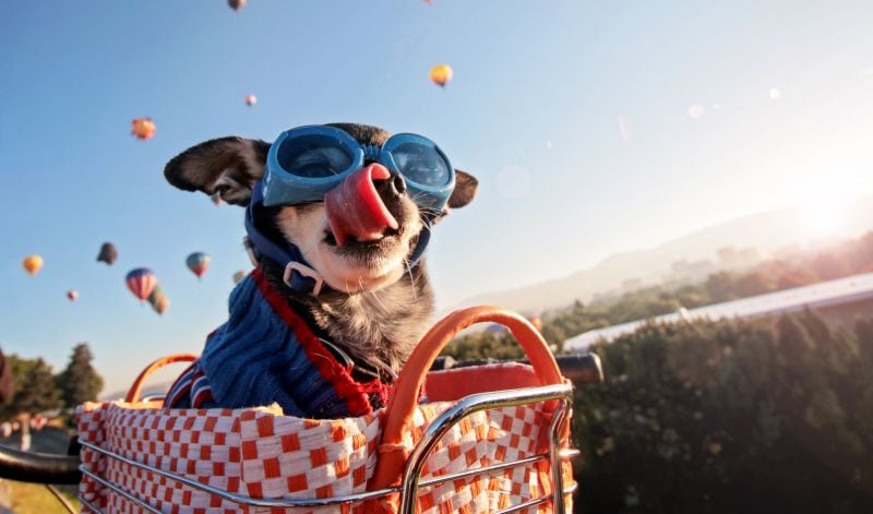 bicycle basket for dogs