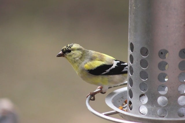 bird feeder