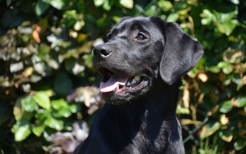 Black Labrador Retriever