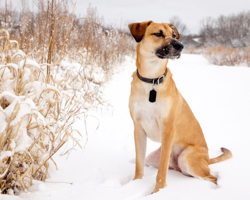 black mouth cur