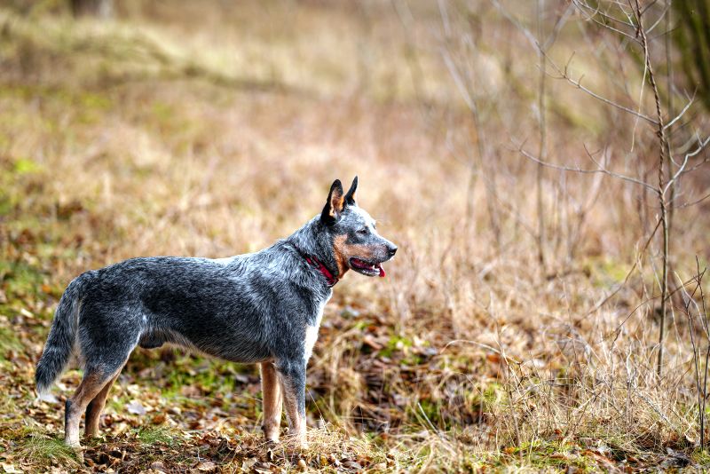 questions about australian cattle dogs