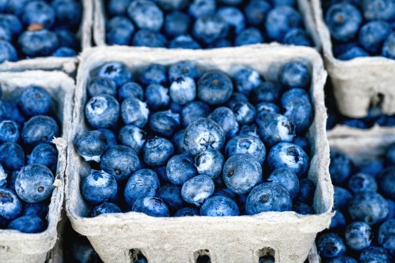 blueberries for dogs