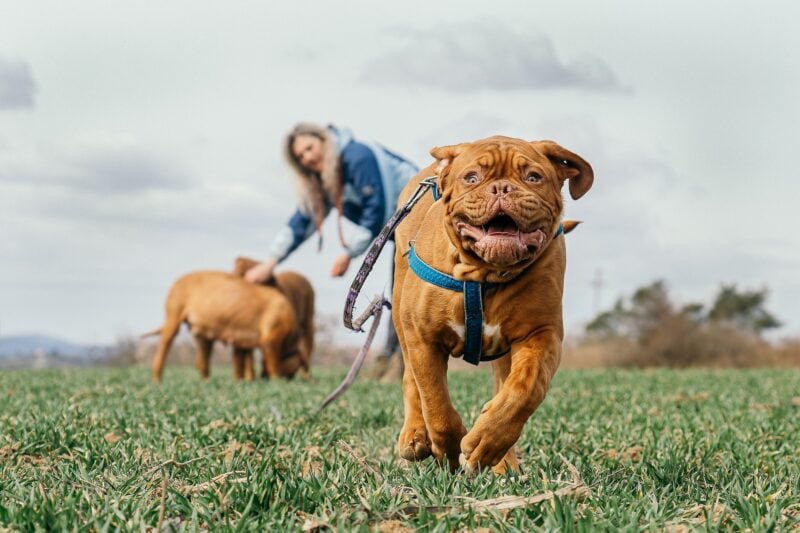 How to train dogs to not run away