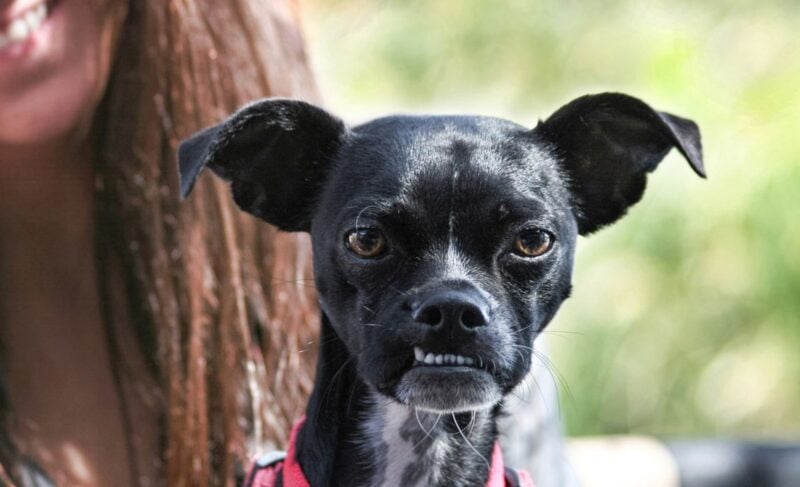 Boston Terrier Mixes