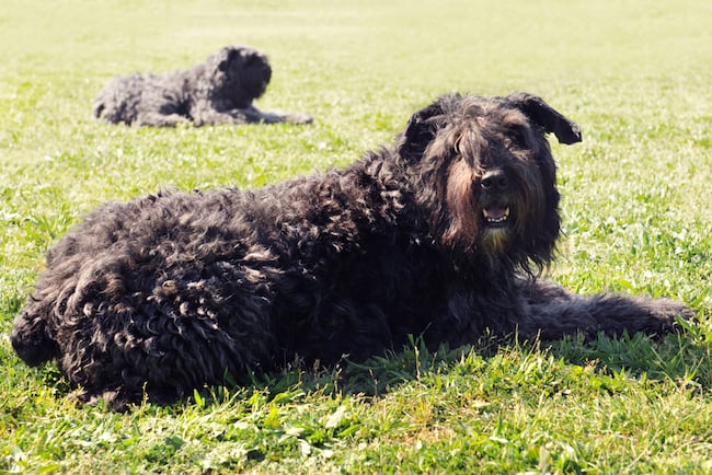 Bouvier des Flandres