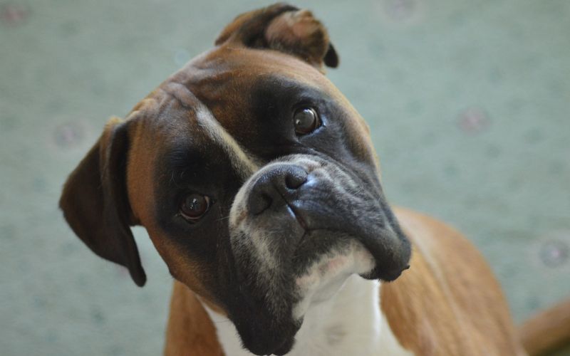 Boxer tilting head