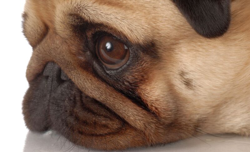 profile of brachycephalic dog