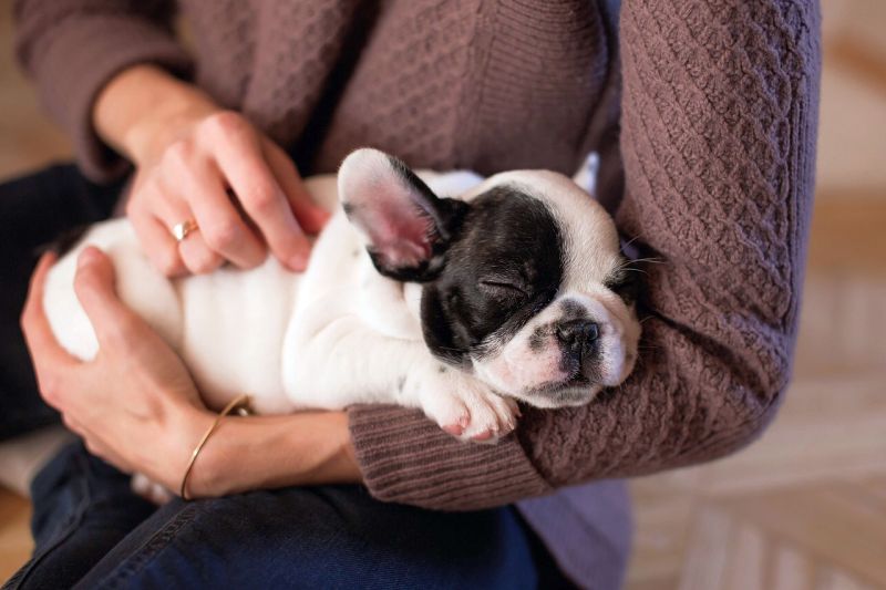 normal puppy breathing