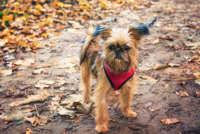 bright dog harness