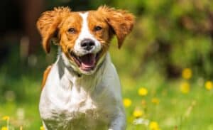 Best dog food for brittany spaniel dogs