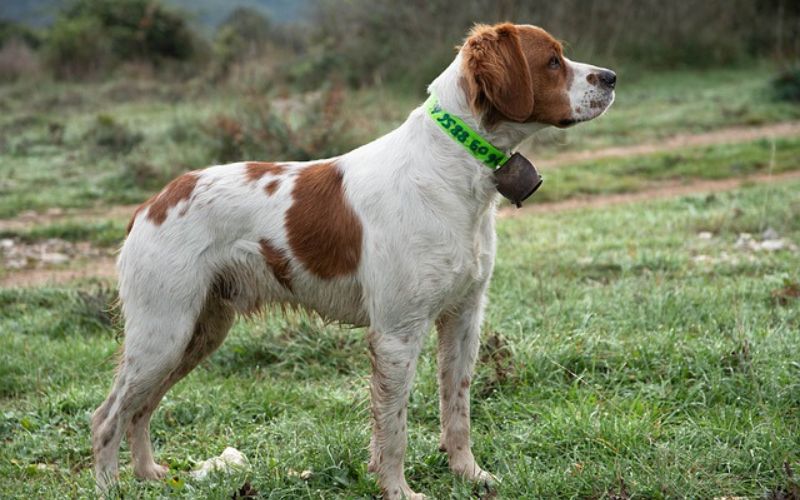 Brittany with neon green collar