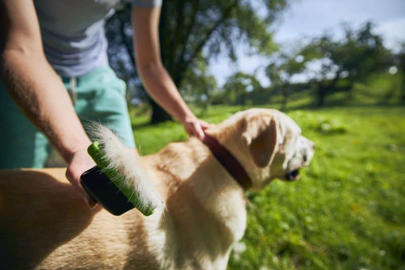 Brush your dog to remove hair