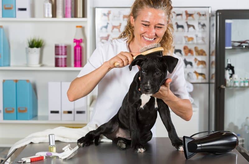 brushes for short-haired dogs