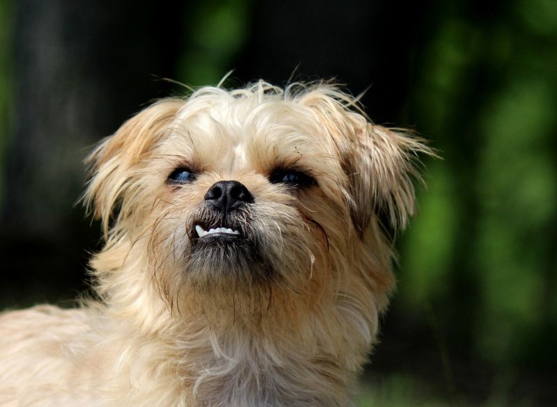 Cute brussels griffon mixes