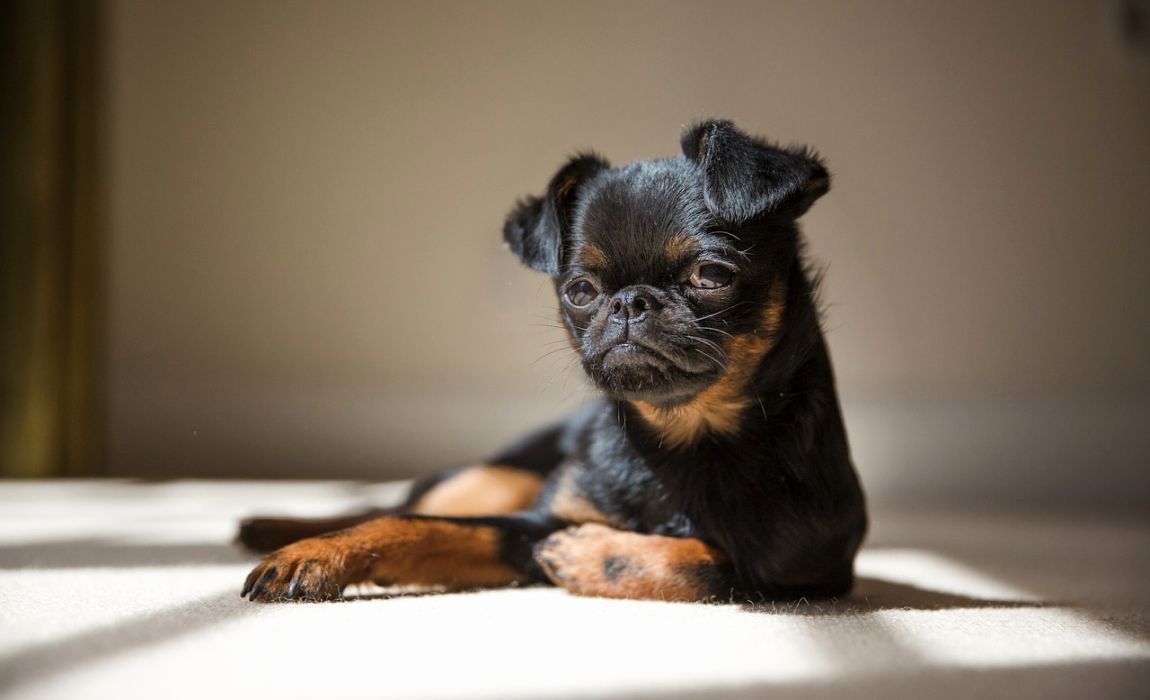 Brussels Griffon Mixes