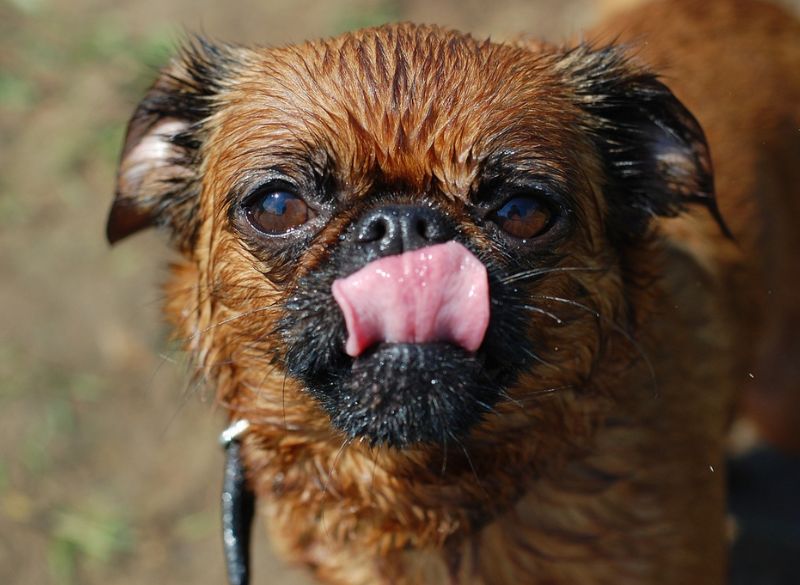 Brussels Griffon Mixes