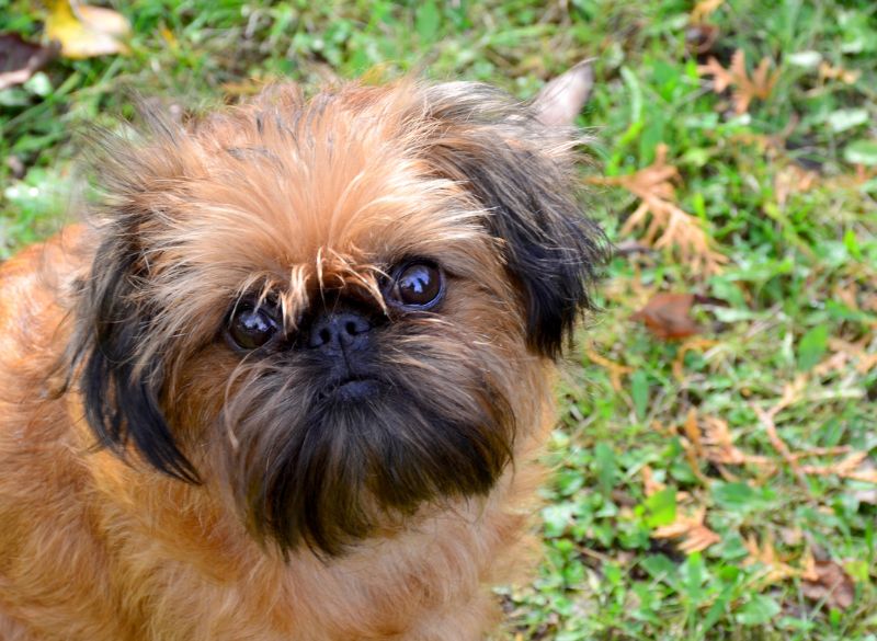 Brussels griffon mixes