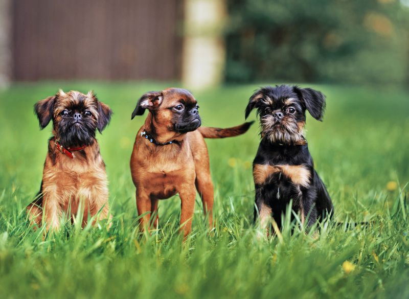 brussels griffon mixes