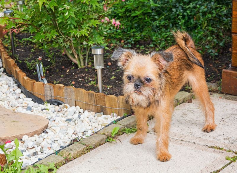 Brussels griffon mixes