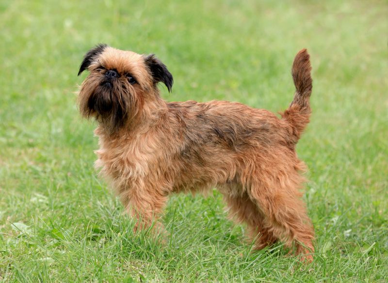 Brussels griffon mixes