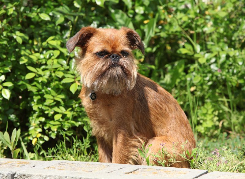 Brussels griffon cute mixes