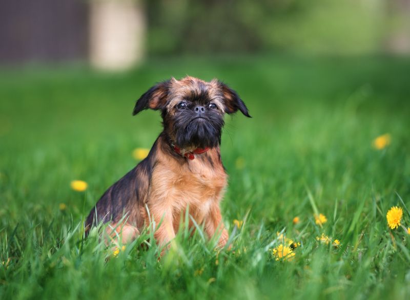 Brussels griffon mixes