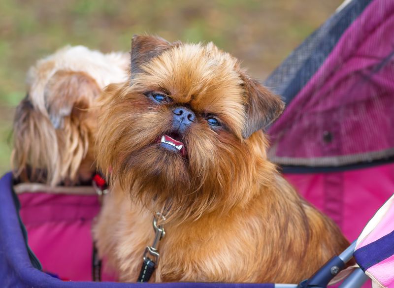 Brussels griffon mixes