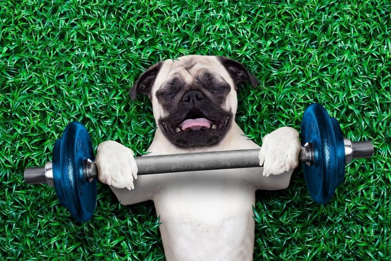 Build Your Dog's Muscles