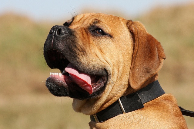 bull mastiff guard dog