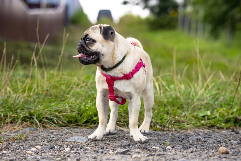 calming canine collar