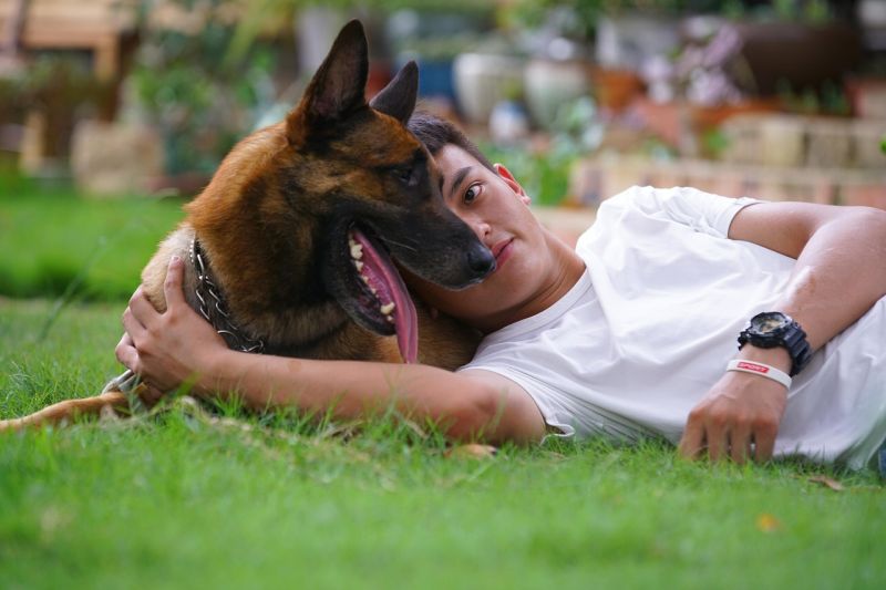 force-free dog training methods