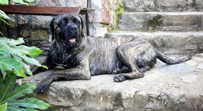 cane corso